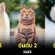 ปก 10 อันดับสัตว์โลกน่ารักที่คนรักมากที่สุดในโลก 2024
