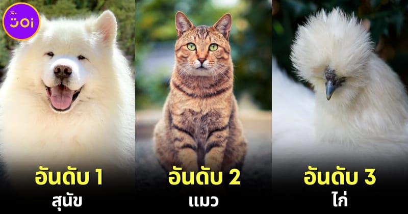 ปก 10 อันดับสัตว์โลกน่ารักที่คนรักมากที่สุดในโลก 2024