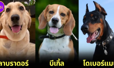 เผย 14 สายพันธุ์สุนัขที่นิยมนำมาใช้ในงานตำรวจ (K-9) ทั้งฉลาด, กล้าหาญ และดุดันไม่เกรงใจใคร!