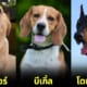 เผย 14 สายพันธุ์สุนัขที่นิยมนำมาใช้ในงานตำรวจ (K-9) ทั้งฉลาด, กล้าหาญ และดุดันไม่เกรงใจใคร!