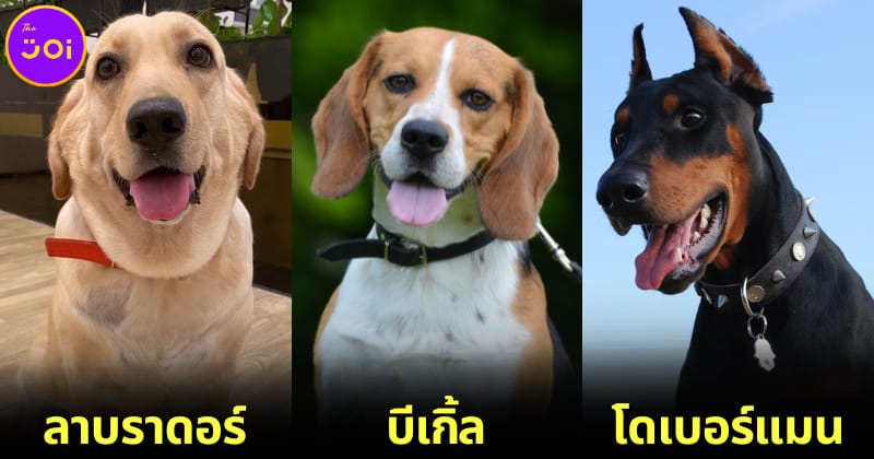เผย 14 สายพันธุ์สุนัขที่นิยมนำมาใช้ในงานตำรวจ (K-9) ทั้งฉลาด, กล้าหาญ และดุดันไม่เกรงใจใคร!