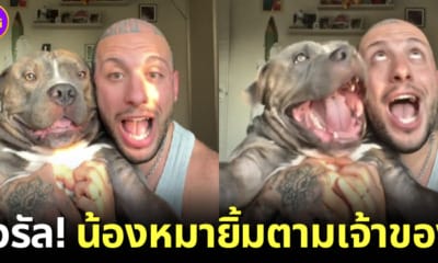 สุนัขอเมริกันบูลลี่ยิ้มตามเจ้าของหนุ่มชาวอิตาลี
