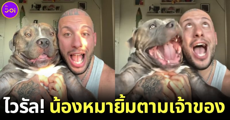สุนัขอเมริกันบูลลี่ยิ้มตามเจ้าของหนุ่มชาวอิตาลี