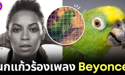 ปก นกแก้วร้องเพลง if i were a boy