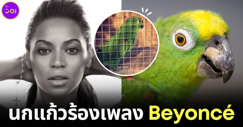 ปก นกแก้วร้องเพลง if i were a boy
