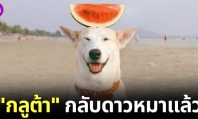 ปก กลูต้า Gluta Story กลับดาวหมาแล้ว ด้วยอายุ 18 ปี