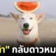ปก กลูต้า Gluta Story กลับดาวหมาแล้ว ด้วยอายุ 18 ปี