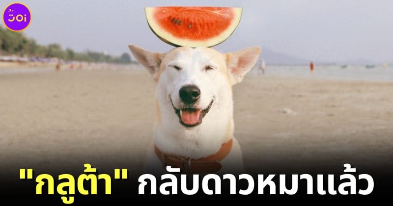 ปก กลูต้า Gluta Story กลับดาวหมาแล้ว ด้วยอายุ 18 ปี