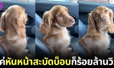ปก คอนนี่ น้องหมา cocker spaniel แค่สะบัดบ็อบโดยยอดวิวร้อยล้าน