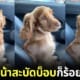 ปก คอนนี่ น้องหมา cocker spaniel แค่สะบัดบ็อบโดยยอดวิวร้อยล้าน
