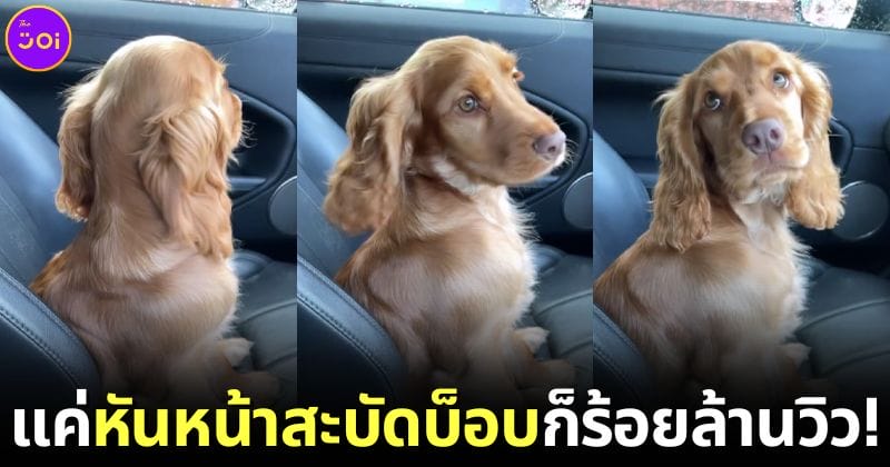 ปก คอนนี่ น้องหมา cocker spaniel แค่สะบัดบ็อบโดยยอดวิวร้อยล้าน