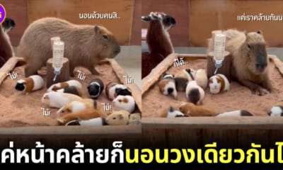 ปก คาปิบาร่าโดดร่วมวงนอนกินนี่พิก ทำวงแตกจนเกิดเป็นภาพน่ารักปนฮา