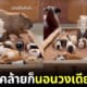 ปก คาปิบาร่าโดดร่วมวงนอนกินนี่พิก ทำวงแตกจนเกิดเป็นภาพน่ารักปนฮา