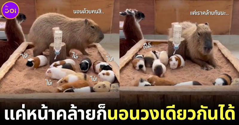 ปก คาปิบาร่าโดดร่วมวงนอนกินนี่พิก ทำวงแตกจนเกิดเป็นภาพน่ารักปนฮา