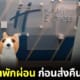 ปก พนักงานโรงแรมถ่ายรูปตุ๊กตาสุนัขก่อนส่งคืนเจ้าของ