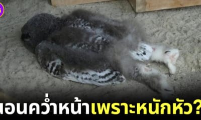 ปก ลูกนกฮูกนอนคว่ำหน้าเพราะหนักหัว