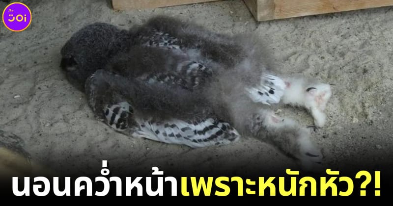 ปก ลูกนกฮูกนอนคว่ำหน้าเพราะหนักหัว