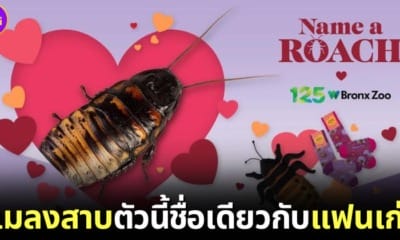 ปก สวนสัตว์บรองซ์ในนิวยอรืก เปิดให้ตั้งชื่อแมลงสาบด้วยชื่อแฟนเก่า