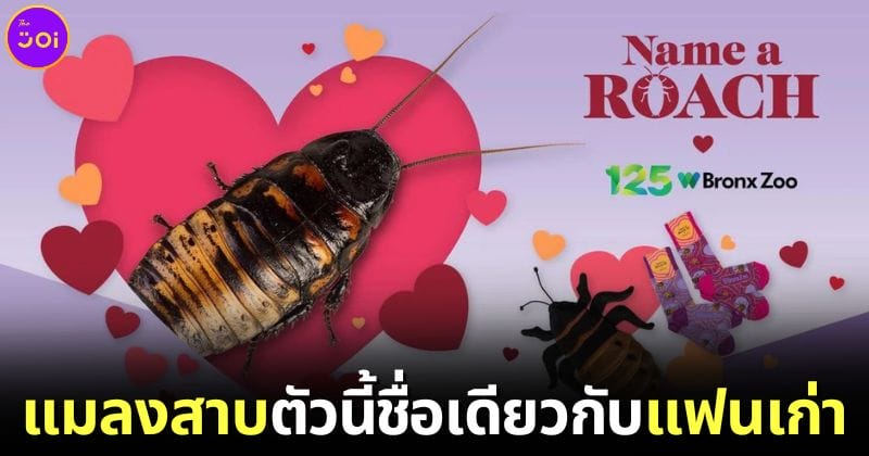 ปก สวนสัตว์บรองซ์ในนิวยอรืก เปิดให้ตั้งชื่อแมลงสาบด้วยชื่อแฟนเก่า