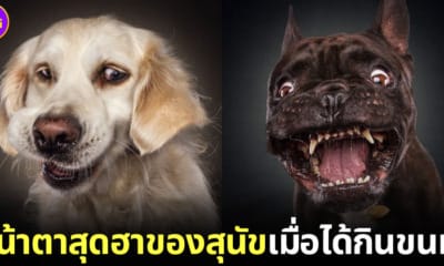 ปก หน้าตาสุนัขเมื่อได้กินขนม