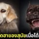ปก หน้าตาสุนัขเมื่อได้กินขนม