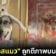 ปก เมิร์ลทาสแมว ถูกตีพิมพ์บนแสตมป์ไปรษณีย์ไทย วันรักสัตว์เลี้ยงโลก