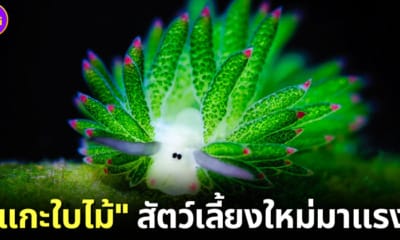 ปก แกะใบไม้ ทากทะเลตัวจิ๋วแสนน่ารัก