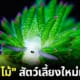 ปก แกะใบไม้ ทากทะเลตัวจิ๋วแสนน่ารัก
