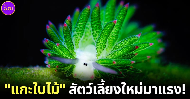 ปก แกะใบไม้ ทากทะเลตัวจิ๋วแสนน่ารัก