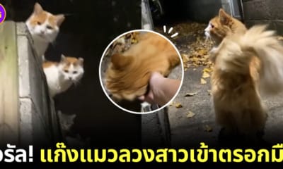 แก๊งแมวใช้เจ้าเหมียวขนฟูลวงสาวเข้าตรอกมืด