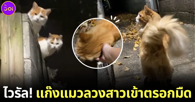 แก๊งแมวใช้เจ้าเหมียวขนฟูลวงสาวเข้าตรอกมืด