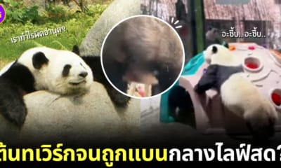 ปก แพนด้าเต้นทเวิร์ก twerk ถูกทางการจีนแบน