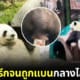 ปก แพนด้าเต้นทเวิร์ก twerk ถูกทางการจีนแบน