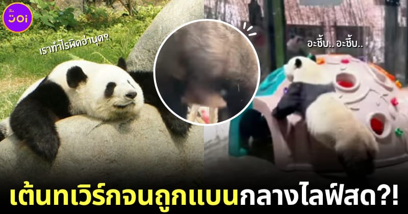 ปก แพนด้าเต้นทเวิร์ก twerk ถูกทางการจีนแบน