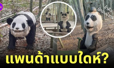 รูปปั้นแพนด้า น่ากลัว