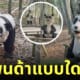รูปปั้นแพนด้า น่ากลัว