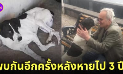 เจ้าของเจอหมาที่หายไปนาน 3 ปี