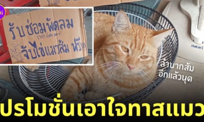 ซ่อมพัดลม จับไข่แมวส้มฟรี