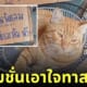 ซ่อมพัดลม จับไข่แมวส้มฟรี