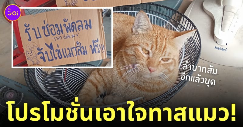 ซ่อมพัดลม จับไข่แมวส้มฟรี