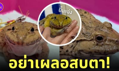 สบตา ช่วยกบขาเจ็บ ฝังเข็ม 20,000 บาท