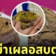 สบตา ช่วยกบขาเจ็บ ฝังเข็ม 20,000 บาท