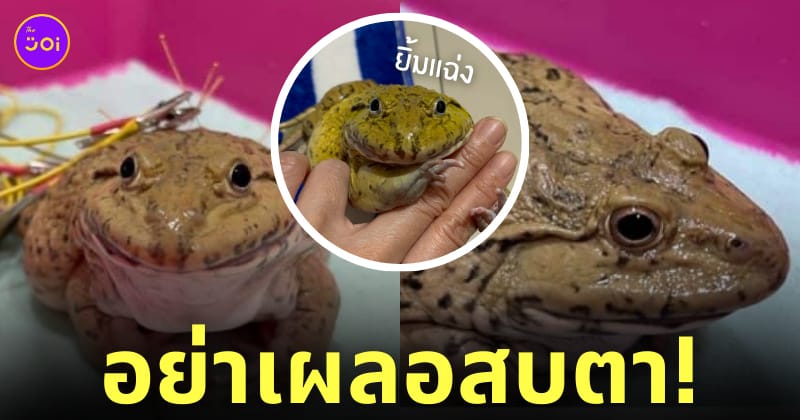 สบตา ช่วยกบขาเจ็บ ฝังเข็ม 20,000 บาท