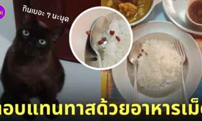 แมวจรแบ่งอาหารเม็ดให้กิน