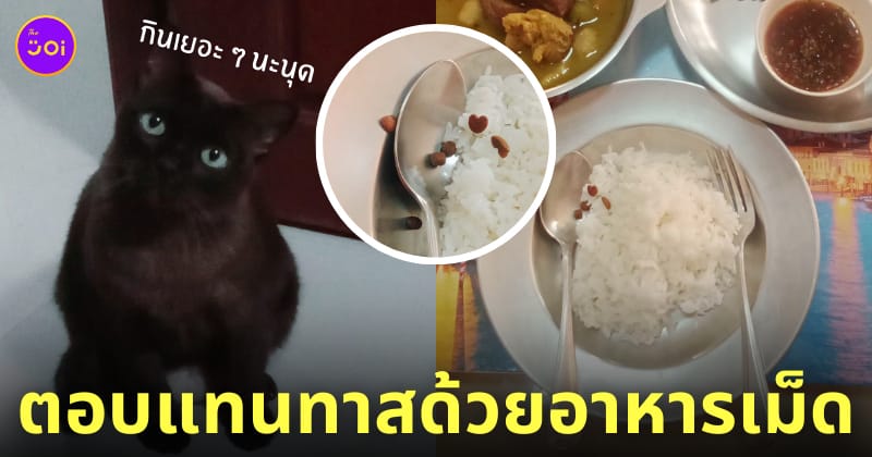 แมวจรแบ่งอาหารเม็ดให้กิน