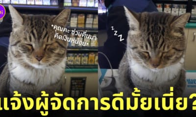 แมวทำงานเป็นแคชเชียร์ แอบหลับ