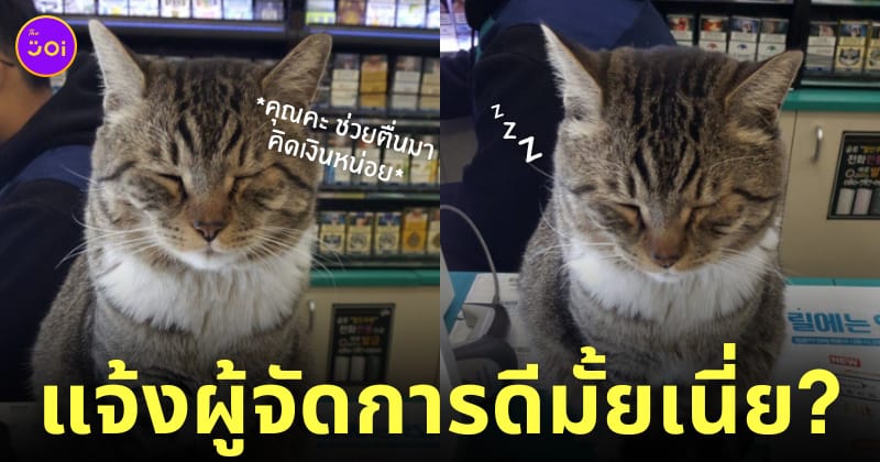 แมวทำงานเป็นแคชเชียร์ แอบหลับ