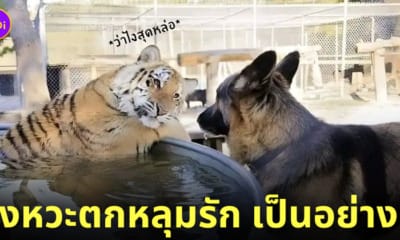 มีมเสือมองหมาแบบอ่อย ๆ