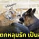 มีมเสือมองหมาแบบอ่อย ๆ