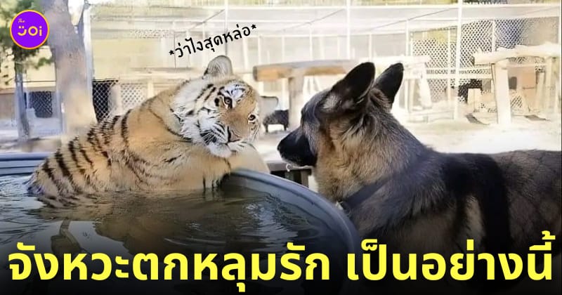 มีมเสือมองหมาแบบอ่อย ๆ